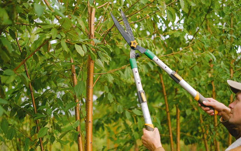 Tree trimming in Rowan, IA